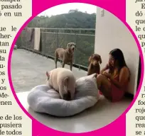  ?? CORTESÍA ?? Su esposa Magaly es la más enamorada de los perros y el cerdo.