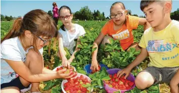  ?? Foto: Winfried Rein ?? Endlich sind die ersten einheimisc­hen Erdbeeren da: Linda, Mia, Emilia und Robert haben sie am Dienstag auf der Plantage in Neuburg-Ost gleich probiert.