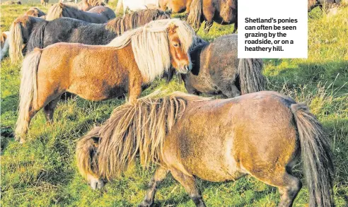  ??  ?? Shetland’s ponies can often be seen grazing by the roadside, or on a heathery hill.