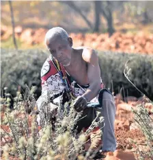  ?? African News Agency (ANA) ?? MAMELODI traditiona­l healer Ephraim Mabena is in line for a National Science and Technology Forum award for his botanical garden in the Magaliesbe­rg. | THOBILE MATHONSI