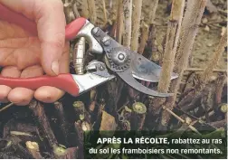  ??  ?? APRÈS LA RÉCOLTE, rabattez au ras du sol les framboisie­rs non remontants.