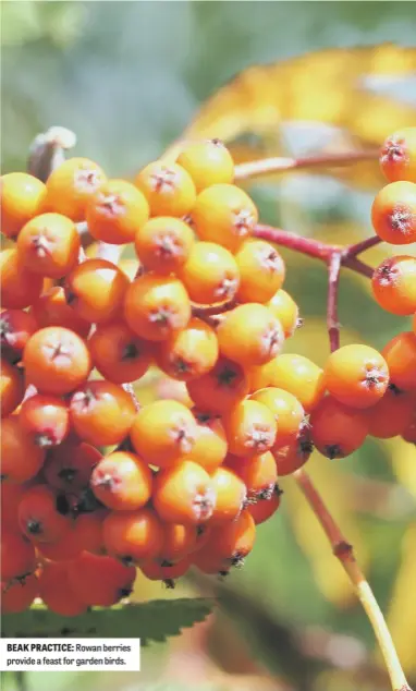  ??  ?? BEAK PRACTICE: Rowan berries provide a feast for garden birds.