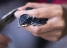  ?? NATHAN DENETTE, THE CANADIAN PRESS ?? Megan Wilcox, research technician at Bird Studies Canada, applies a foot tag to a young barn swallow.