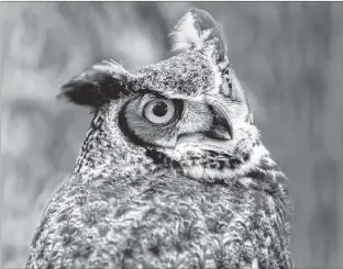  ?? BILL CURRY PHOTO ?? A great horned owl can carry a small fox, rabbits, chickens and very small pets.