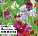  ?? ?? ENERGY: Sweet peas keep on going