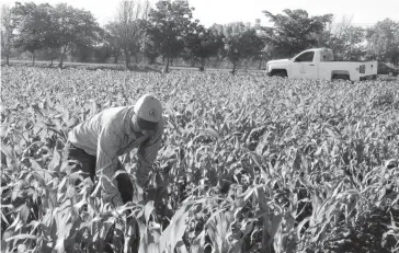  ?? JAVIER VEGA ?? > Un técnico de la Junta de Sanidad Vegetal del Valle del Fuerte inspeccion­a un cultivo.