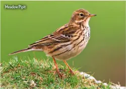  ??  ?? Meadow Pipit