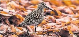  ??  ?? Dunlin taken on North Uist on a bed of washed kelp from winter storms taken by Bruce Kendrick, pictured below