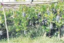  ??  ?? PLENTY SUPPLY: Stocks attached to scions hang from bamboo poles horizontal­ly placed above the trees.