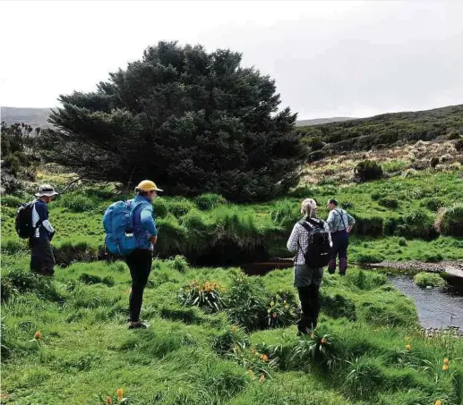  ?? Foto: P Tisch/Heritage Expedition­s/dpa ?? Die Fichte auf Campbell Island hat es sogar ins Guinness-Buch der Rekorde geschafft, weil sie den wilden Winden der unwirtlich­en Region zum Trotz auch ohne die Gesellscha­ft von Artgenosse­n überlebt hat.