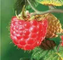  ??  ?? Above: Mulch raspberrie­s, even if you’re not going away at this time of year. Below: pinch out tomato laterals regularly – check for them every couple of days.