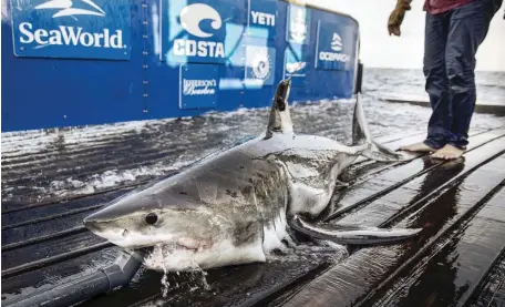  ?? COuRTESy OCEaRCH ?? RESEARCH PROJECT: A great white shark is caught and tagged, and given a drink of water, off Nantucket during the OCEARCH Expedition on Aug. 2.