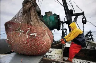  ?? ROBERT F. BUKATY — THE ASSOCIATED PRESS FILE ?? A fisherman maneuvers a bulging net full of northern shrimp caught in the Gulf of Maine in this 2012photo. New England’s shrimp fishery will remain shut down because of concerns about the health of the crustacean’s population amid warming ocean temperatur­es. The fishery has been closed since 2013.