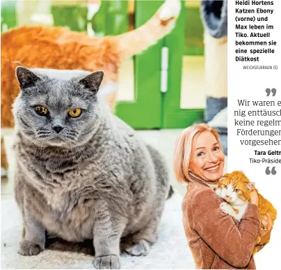  ?? WEICHSELBR­AUN (5) ?? Heidi Hortens Katzen Ebony (vorne) und Max leben im Tiko. Aktuell bekommen sie eine spezielle Diätkost