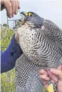  ?? ?? in DeManD Peregrine falcon is given a DNA test by wildlife expert