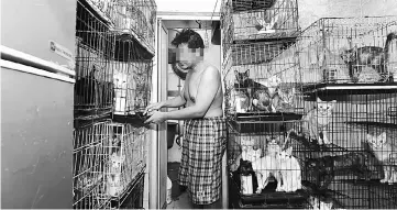  ??  ?? The owner of the cats cleans the cages before surrenderi­ng the animals to cat caring club. — Bernama photo