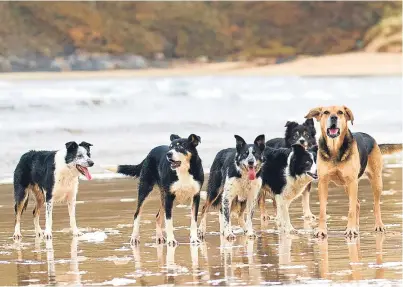  ??  ?? There is full equality in the Armadale sheepdog team as all members enjoy some time off on the beach.