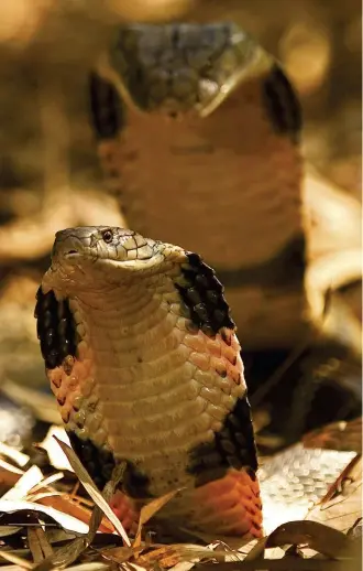  ??  ?? Above: the female turns away and flashes her yellow chevron hood markings as part of an elaborate courtship ritual. Once they have mated, the pair may remain coiled together for an hour or more.