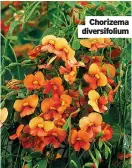  ?? ?? Chorizema diversifol­ium