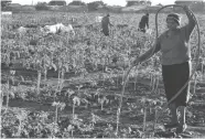  ??  ?? One of the beneficiar­ies of Greenfield Garden project Ms Theresia Jubane (58) waters her garden at Emganwini suburb on Wednesday