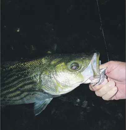  ?? DON MACLEAN PHOTO ?? A striped bass caught during a recent nighttime fishing expedition.