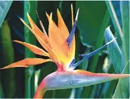  ??  ?? Strelitzia nocolai is a giant species that has white flowers