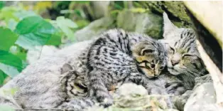  ?? NATUR- UND TIERPARK GOLDAU ?? Die Mutter kümmert sich fürsorglic­h um ihren Nachwuchs.
Video: Sehen Sie, wie die kleinen Wildkatzen durch den Tierpark tapsen auf 20min.ch