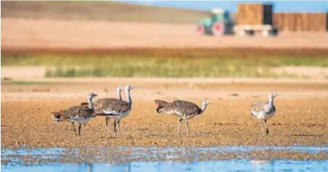  ?? // BRUNO DURÁN ?? Avutardas en Tierra de Campos. El turismo ornitológi­co fija población en la España vacia