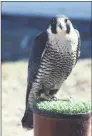  ?? Charles Walcott / Cornell University ?? An adult peregrine falcon