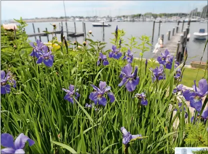  ?? DANA JENSEN/ THE DAY ?? Irises bloom in a garden located at the Molloy home in Noank. The gardens of the home will be on the Noank Village House &amp; Garden Tour that takes place Friday and Saturday.