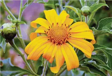  ??  ?? the medicinal properties of the wild sunflower are now being rigorously studied by scientists. — Wikimedia Commons