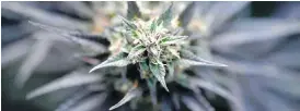 ?? STEFAN WERMUTH / BLOOMBERG ?? StatsCan says the number of pot consumers and volume of consumptio­n are subject to greater uncertaint­y because of unquantifi­ed degrees of uncertaint­y in the data.