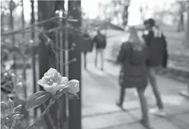  ?? Associated Press ?? Visitors to Central Park’s Conservato­ry Garden pass a flowering rhododendr­on Tuesday in New York. Crocuses, cherry trees and magnolia trees are blooming several weeks early because of an unusually warm February.