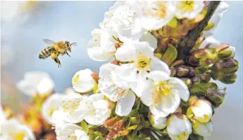  ?? FOTO: SUSI DONNER ?? Bienen verbreiten nicht nur Sommerstim­mung, sie sind für uns auch essenziell: Rund 80 Prozent aller hiesigen Wild- und Nutzpflanz­en werden durch Bienen bestäubt.