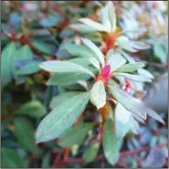  ??  ?? Encore azalea varieties bloom in the spring and the fall.