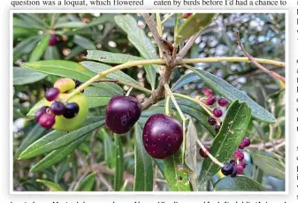  ?? ?? Inset above: Martyn’s honey splurge. Above: His olives, and far left, dahlia ‘Avignon’