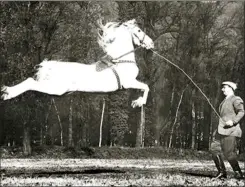  ??  ?? Like the Peraltas, Fredy Knie, Sr., was able to coax superior performanc­e from his horses. Here one of his Lipizzans performs a spectacula­r capriole. I have a film of Fredy Sr. assisting an Arabian stallion to perform courbettes: The animal makes 10 consecutiv­e leaps—certainly a world record.