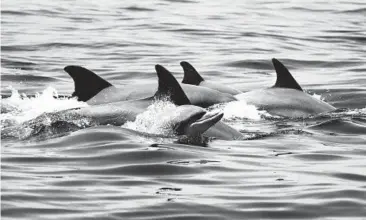  ?? ANN-MARIE JACOBY/POTOMAC-CHESAPEAKE DOLPHIN PROJECT 2019 ?? Dolphins swim together in the Potomac River in Virginia.