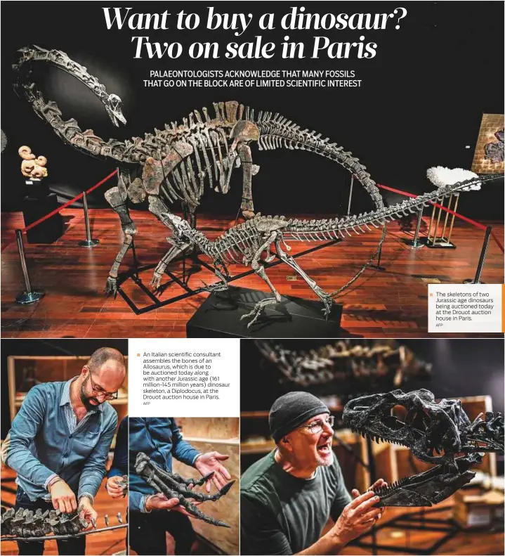  ?? AFP AFP ?? An Italian scientific consultant assembles the bones of an Allosaurus, which is due to be auctioned today along with another Jurassic age (161 million-145 million years) dinosaur skeleton, a Diplodocus, at the Drouot auction house in Paris. The skeletons of two Jurassic age dinosaurs being auctioned today at the Drouot auction house in Paris.