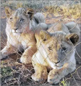  ??  ?? Lions cubs reared in captive breeding facilities often become fodder for canned lion hunts, and ultimately fuel the macabre trade in lion bones, say growing numbers of wildlife activists. Photo:audrey Helsink