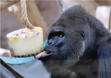  ?? — Reuters ?? A western lowland gorilla eats ice cream in its enclosure at Prague Zoo, Czech Republic, on Monday.
