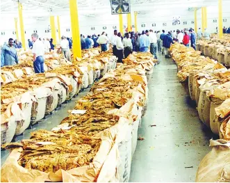 tobacco auction floors zimbabwe US$240m tobacco passes through auction floors