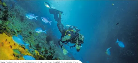  ??  ?? Clarke Gayford dives at Poor Knights Island, off the coast from Tutukaka. Photos / Mike Bhana