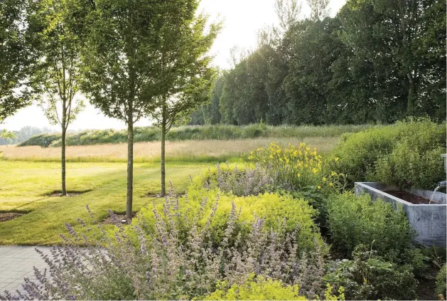  ??  ?? Above Rabbit- and deer-resistant plants including Alchemilla mollis, hemerocall­is and Nepeta racemosa ‘ Walker’s Low’ have been planted on the edge of the terrace outside the fenced area of the garden.