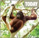  ??  ?? TODAY SET FREE: The young orangutan swings through trees in her new home