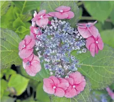  ?? PHOTOS BY THERESA FORTE/SPECIAL TO POSTMEDIA NEWS ?? Tuff Stuff hydrangea (Hydrangea serrata) from Proven Winners features colourful, lace-cap blooms all summer long, even after a harsh winter. We’ve planted a row of these plants along the back of our new ‘wine’ patio as a soft hedge, the purple/blue...