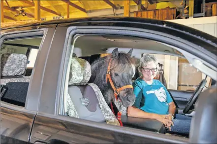  ?? [PHOTOS BY BRYAN TERRY/ THE OKLAHOMAN] ?? Rachel Royston, sits in her truck Tuesday in Stillwater with BB, the miniature horse Oklahoma State has adopted as a mascot for gameday.