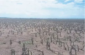  ??  ?? Girasol destruido por el granizo en colonia Barón, La Pampa