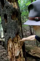  ??  ?? Green light Paul (above) and Cathy (right) Keddy admire trees on their Lanark County property