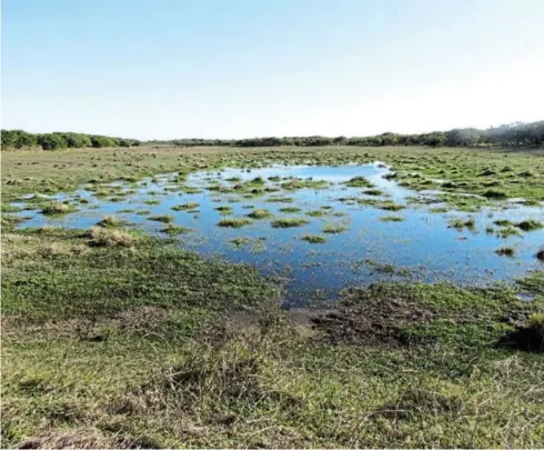  ?? / DFFE STOCK IMAGES ?? Despite their significan­ce to human life, wetlands are threatened nationally and globally. The 2018 National Biodiversi­ty Assessment found that at least 79% of SA’s wetland ecosystems are threatened.